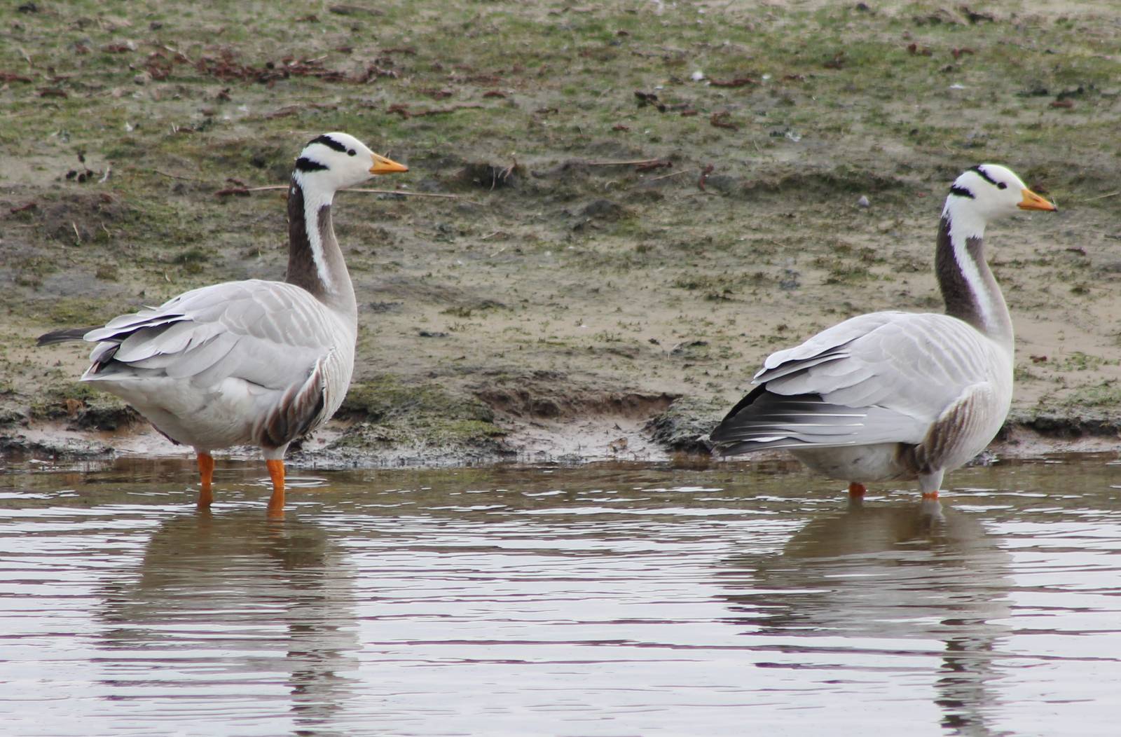 Bar-headed geese