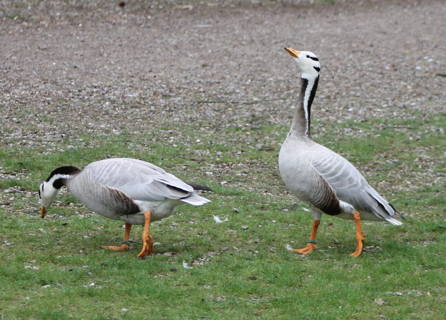 Bar-headed geese