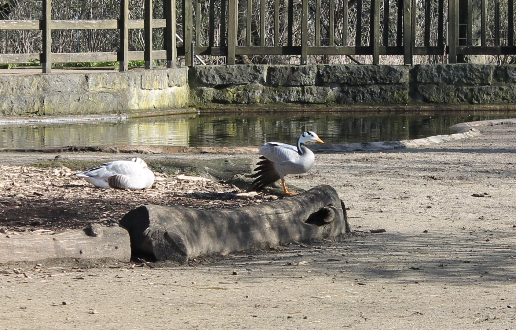 Bar-headed geese