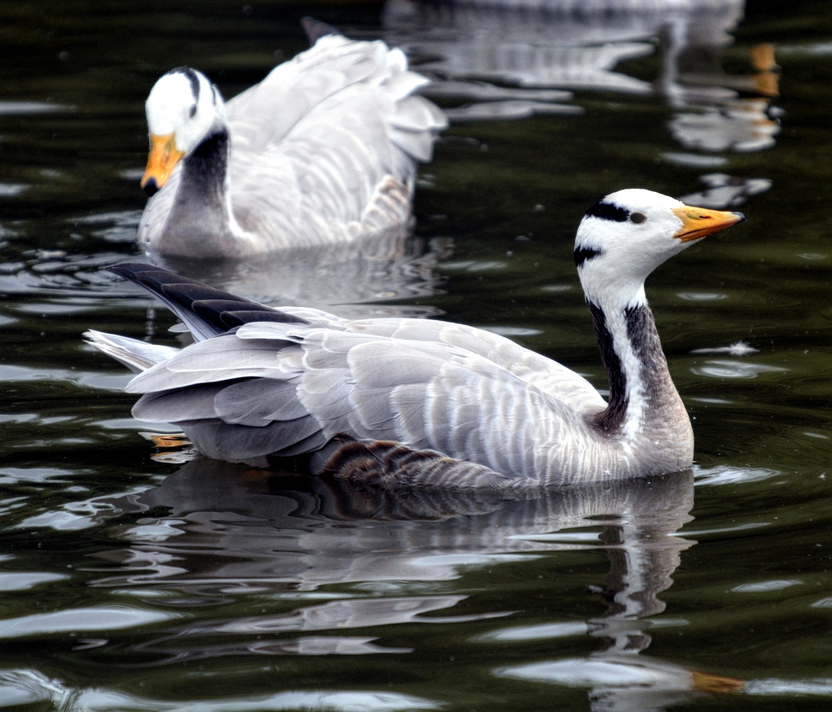 Bar Headed Geese