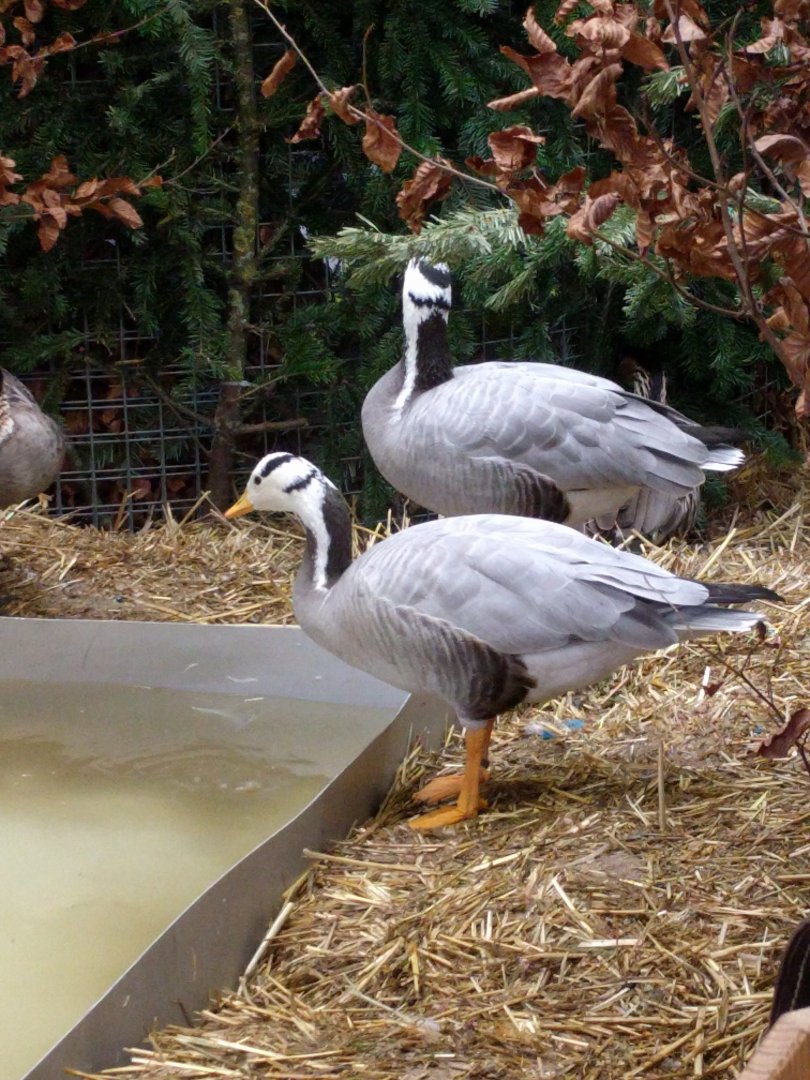Bar Headed geese