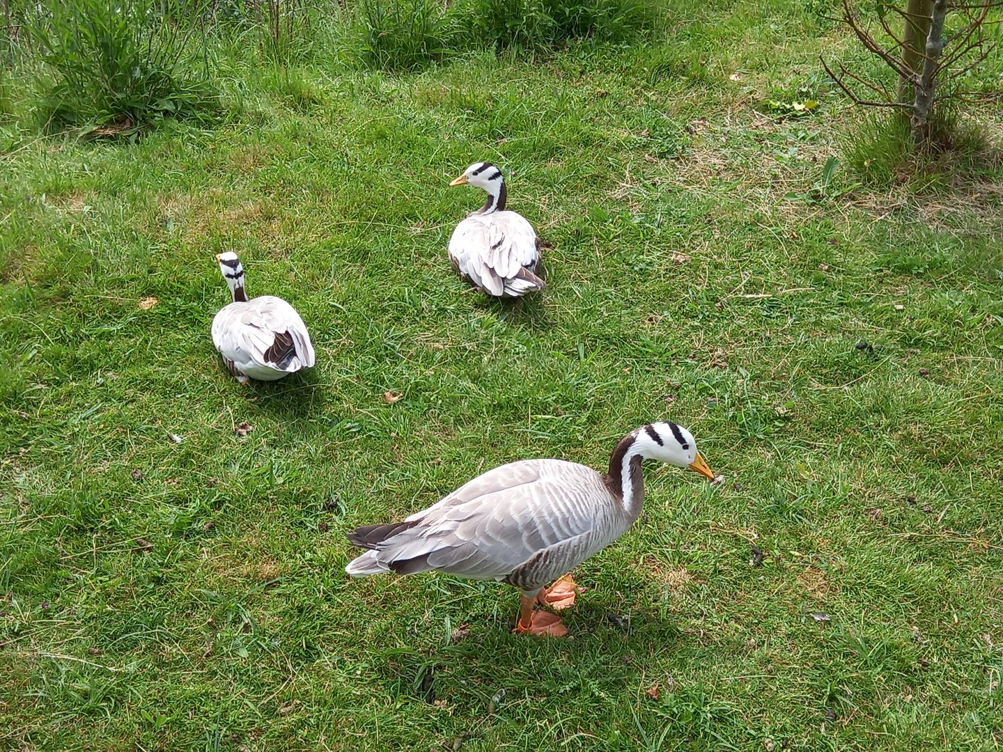 Bar-headed Geese