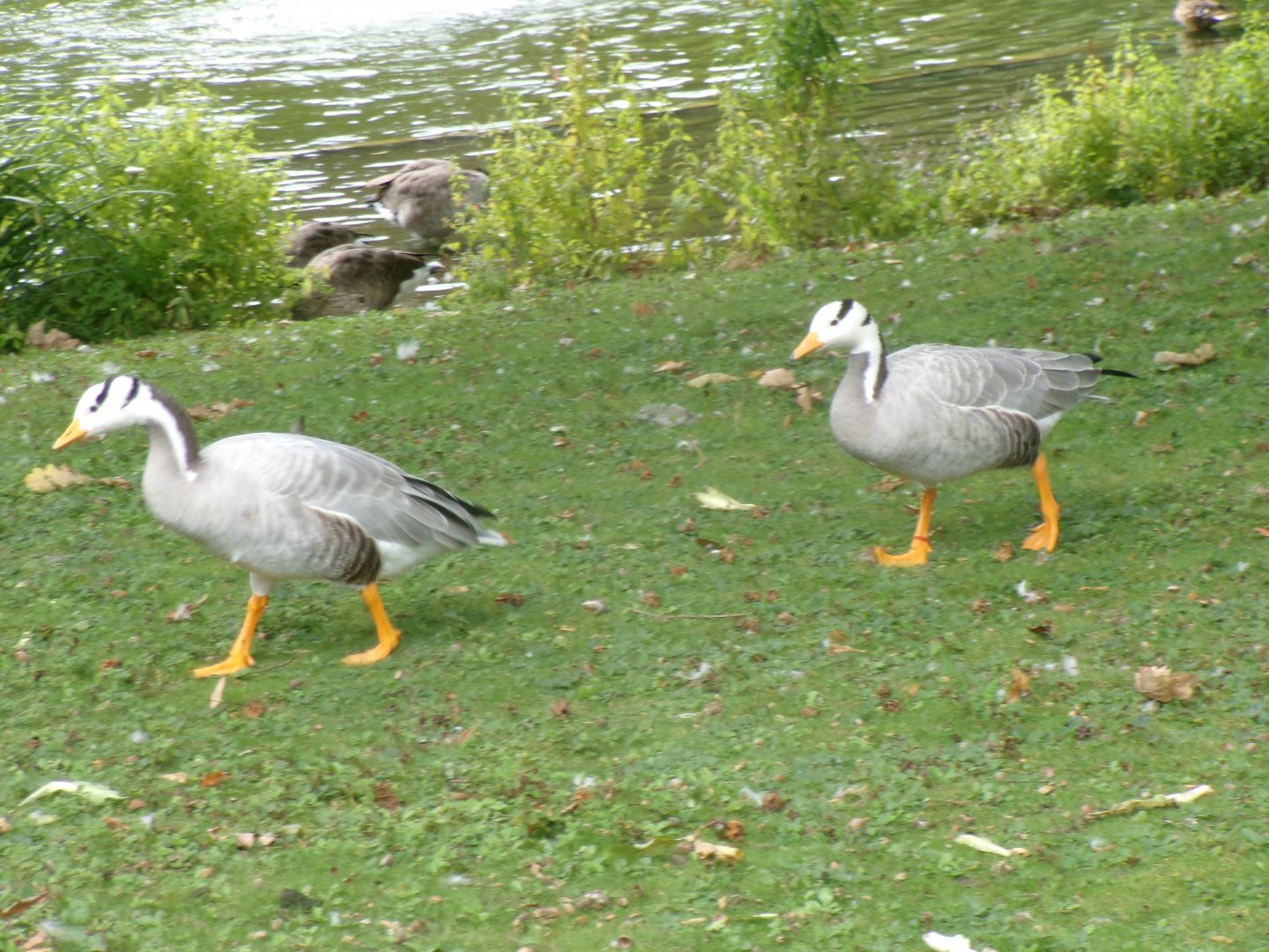 Bar-headed geese