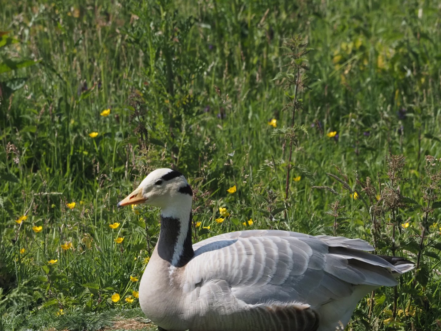 Bar-Headed Goose 1