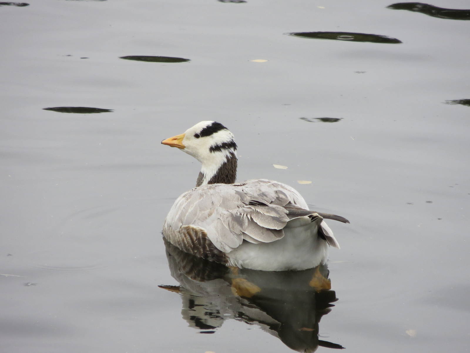 Bar-headed Goose 101212