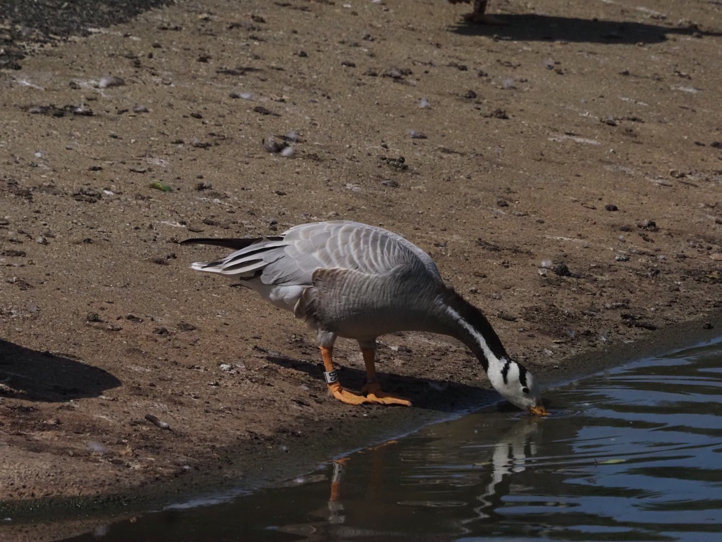 Bar-Headed Goose 2