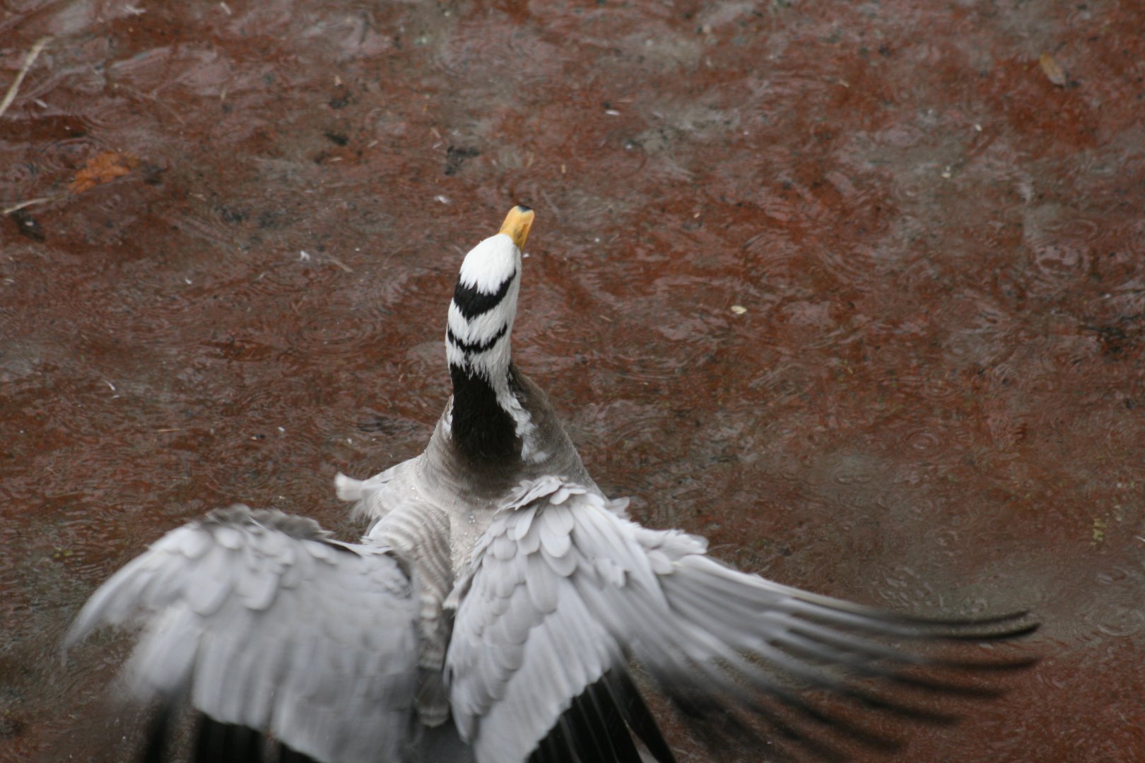 Bar Headed Goose (20/2/2025)