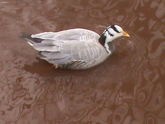 bar-headed goose 200212