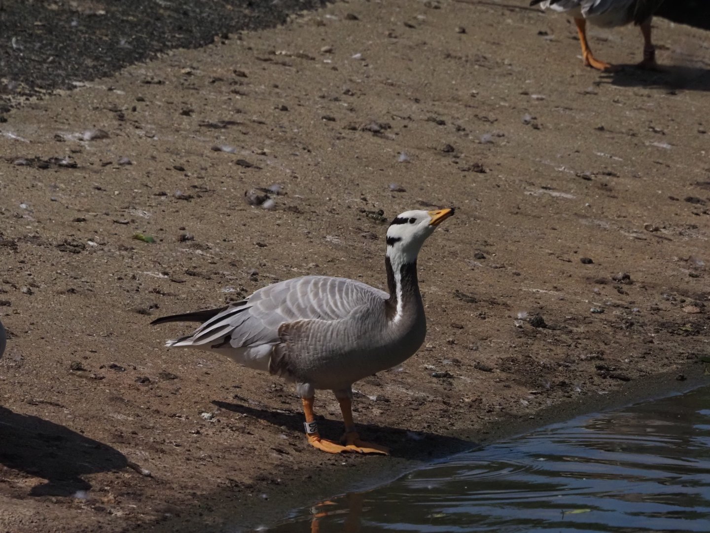 Bar-Headed Goose 3