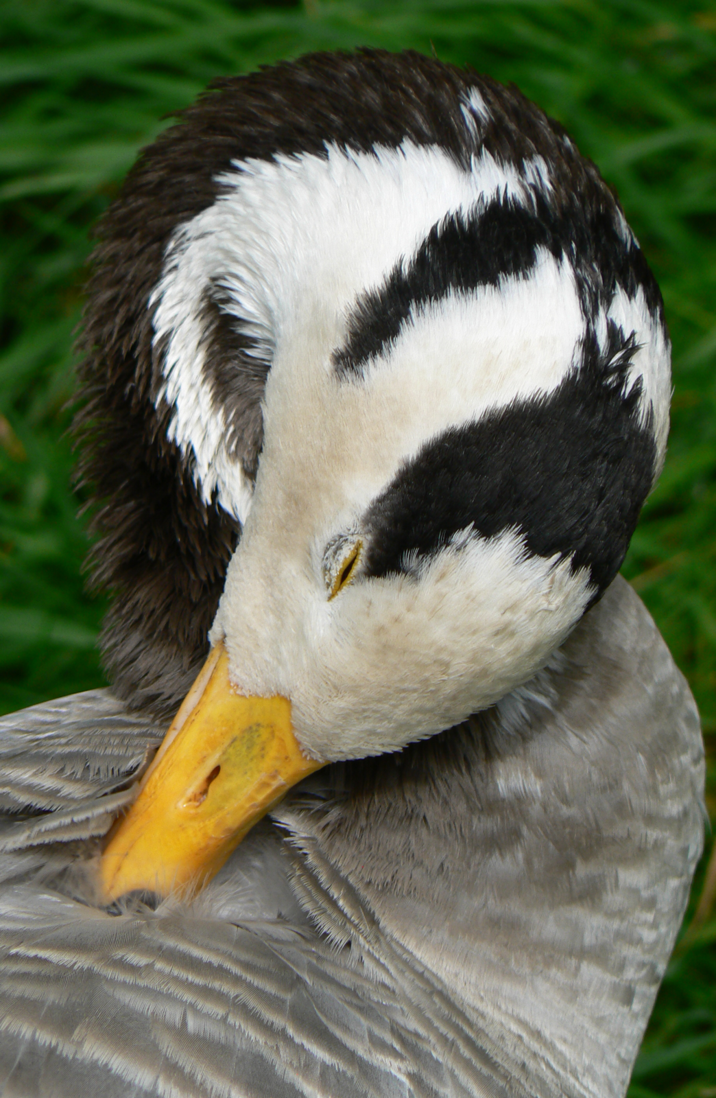 Bar-headed Goose - 9 July 2016