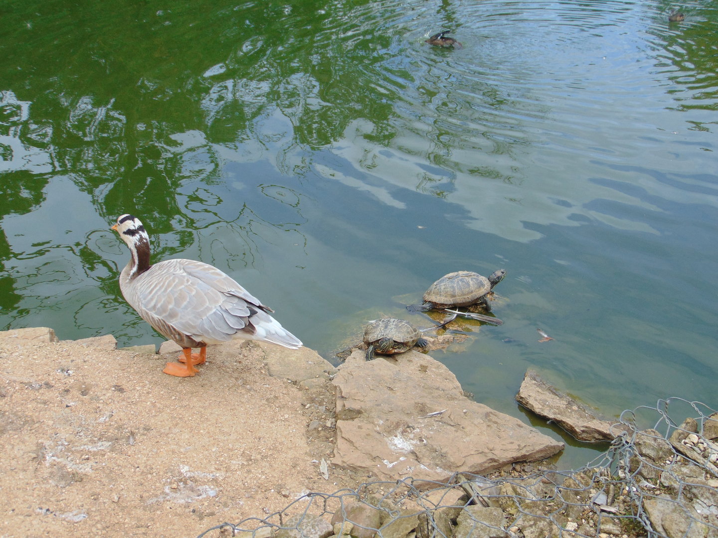 Bar-headed Goose and Red-eared Slider