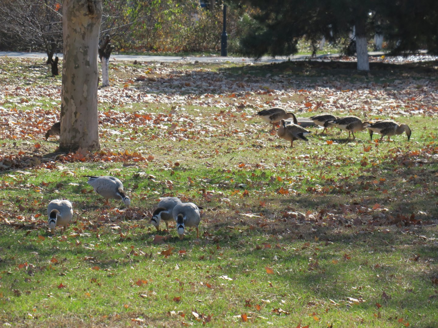 bar-headed goose and swan goose