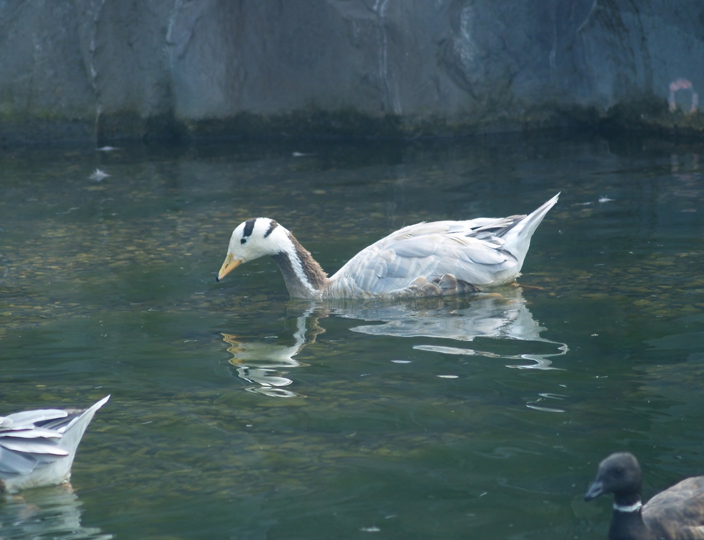 Bar-headed goose (Anser indicus), 2007-07-15