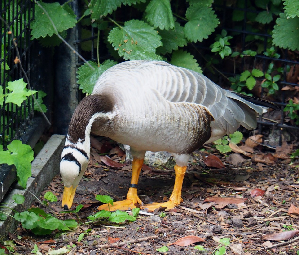 Bar-headed goose (Anser indicus), 2020-05-24