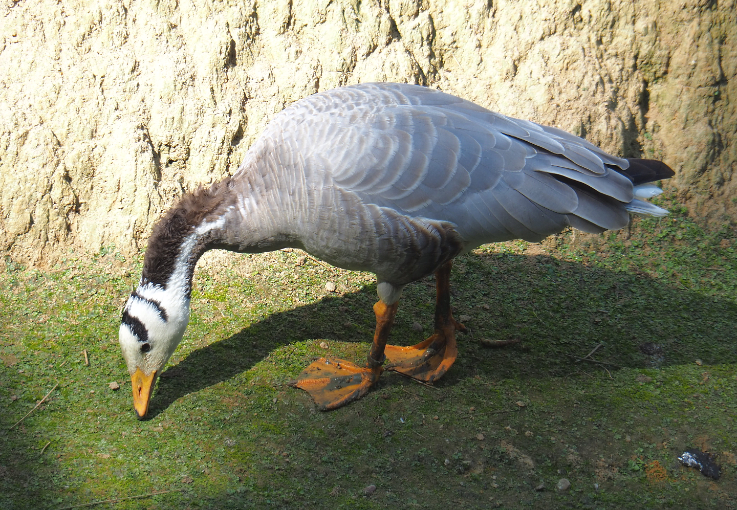 Bar-headed goose (Anser indicus), 2020-09-12