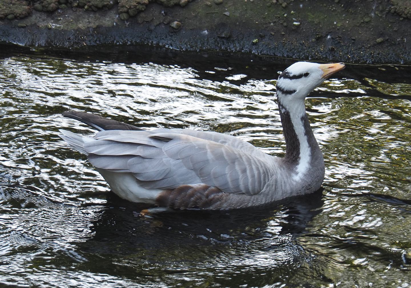 Bar-headed goose (Anser indicus), 2020-09-20