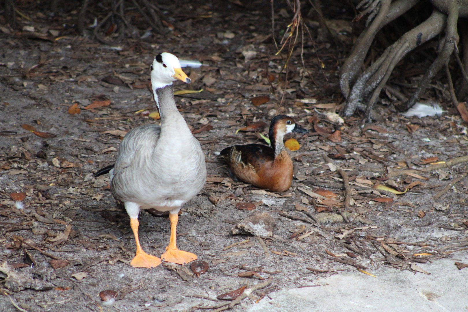 Bar-Headed Goose (Anser indicus) + Hybrid Whistling Duck