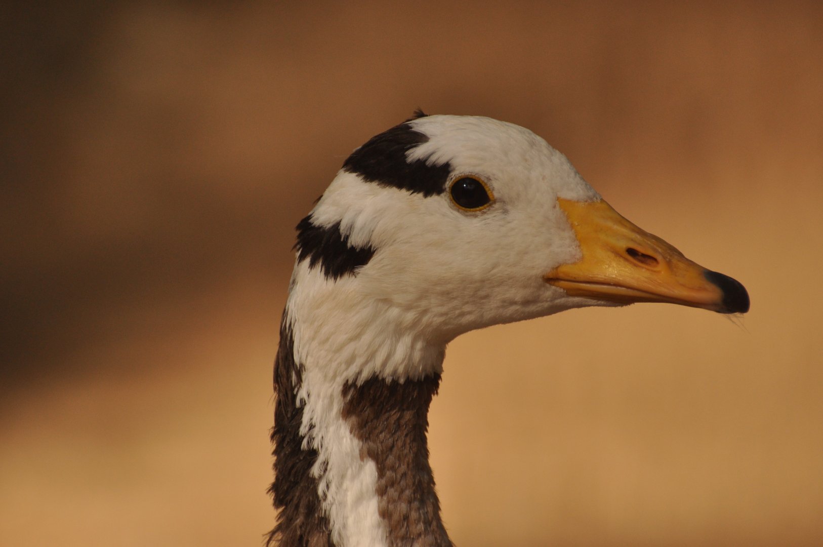 Bar headed goose (Anser indicus)