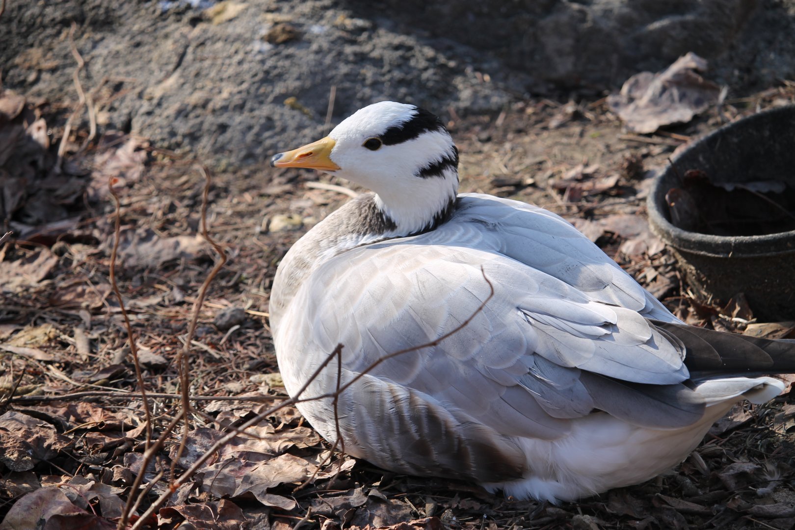 Bar-Headed Goose (Anser indicus)