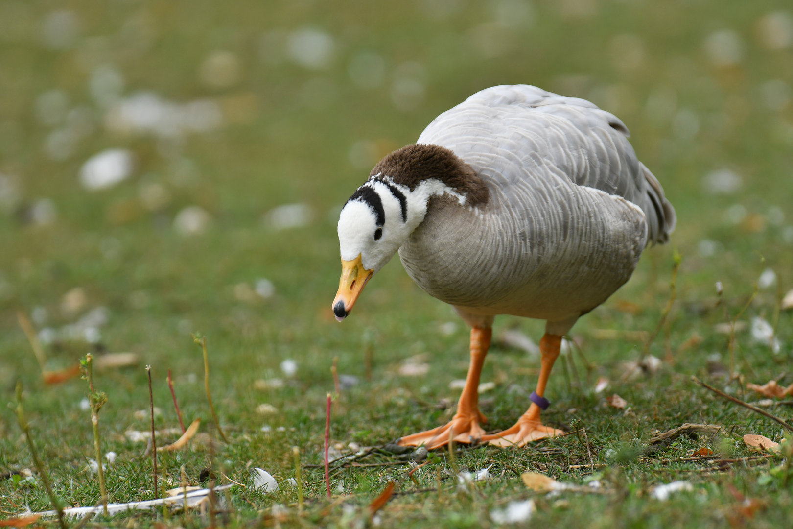 Bar-headed Goose Anser indicus