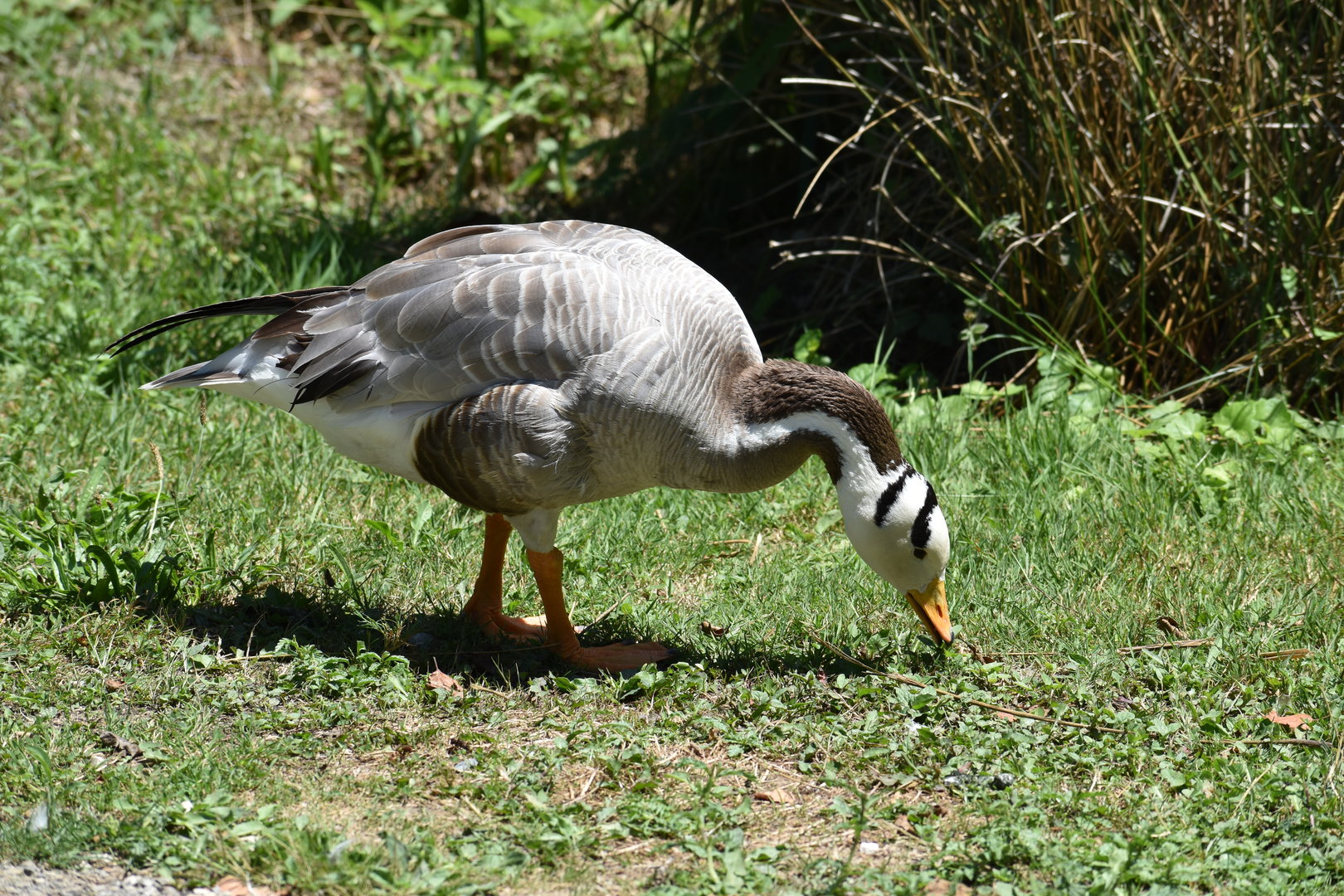 Bar-headed Goose - Anser indicus