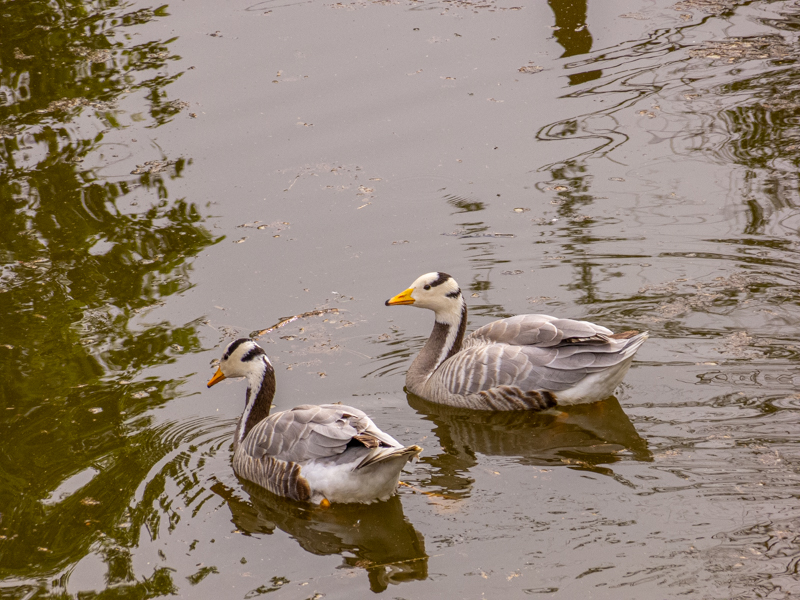 Bar-headed goose (Anser indicus)