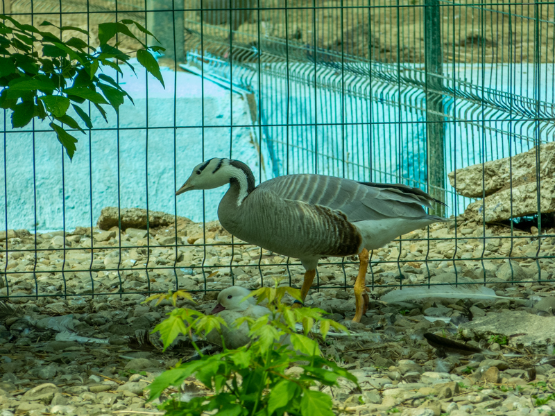 Bar-headed goose (Anser indicus)