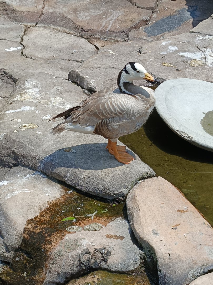 Bar-headed Goose (Anser indicus)
