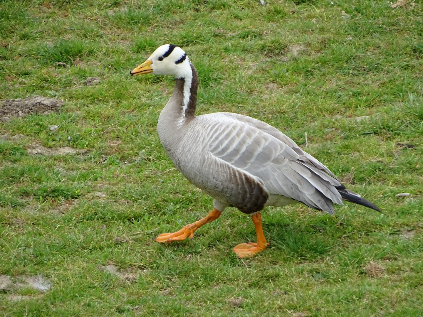 Bar-headed goose (Anser indicus)