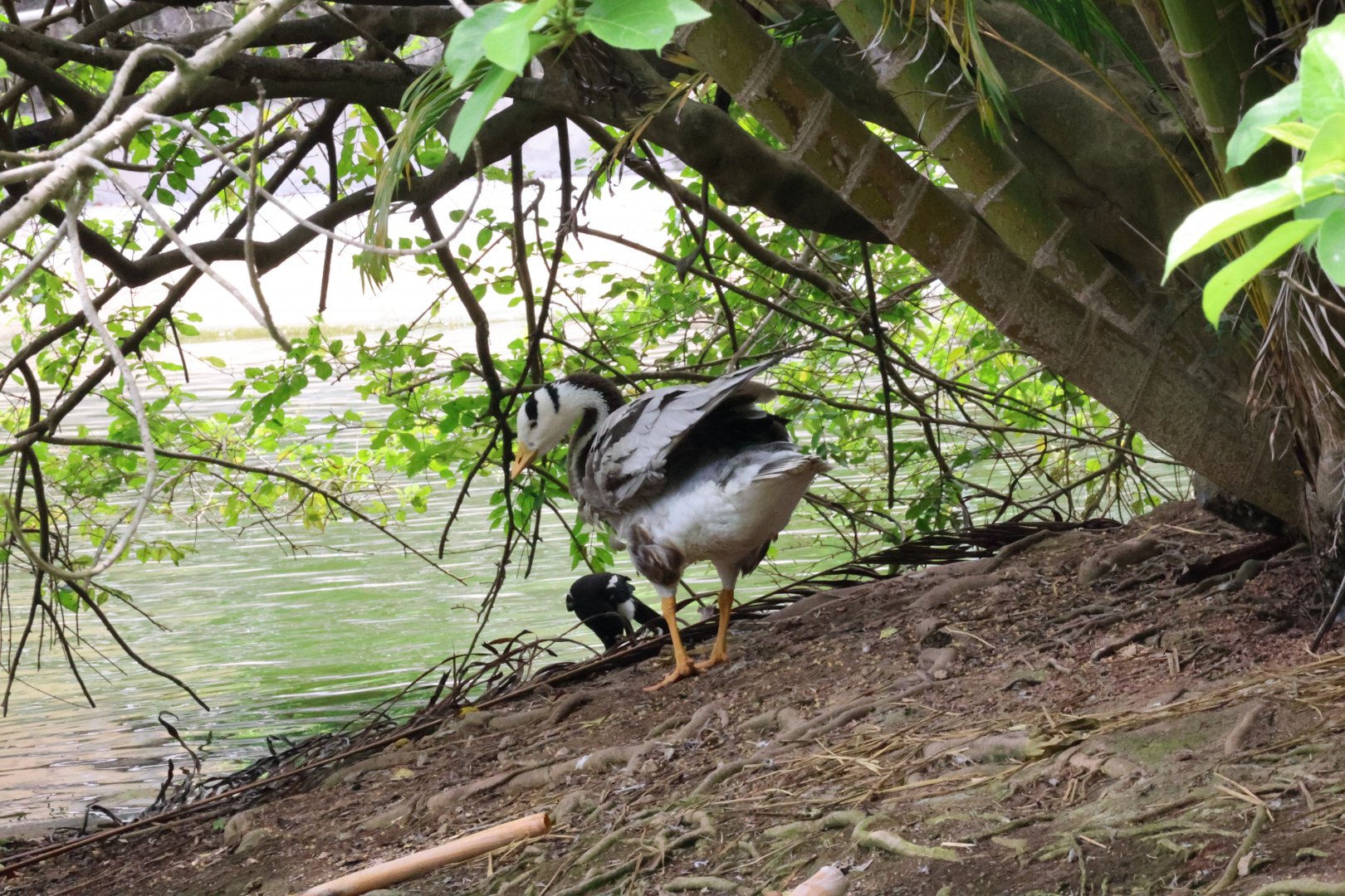 Bar-headed goose (Anser indicus)