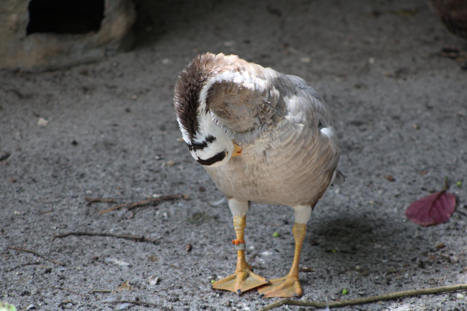 Bar-Headed Goose (Anser indicus)