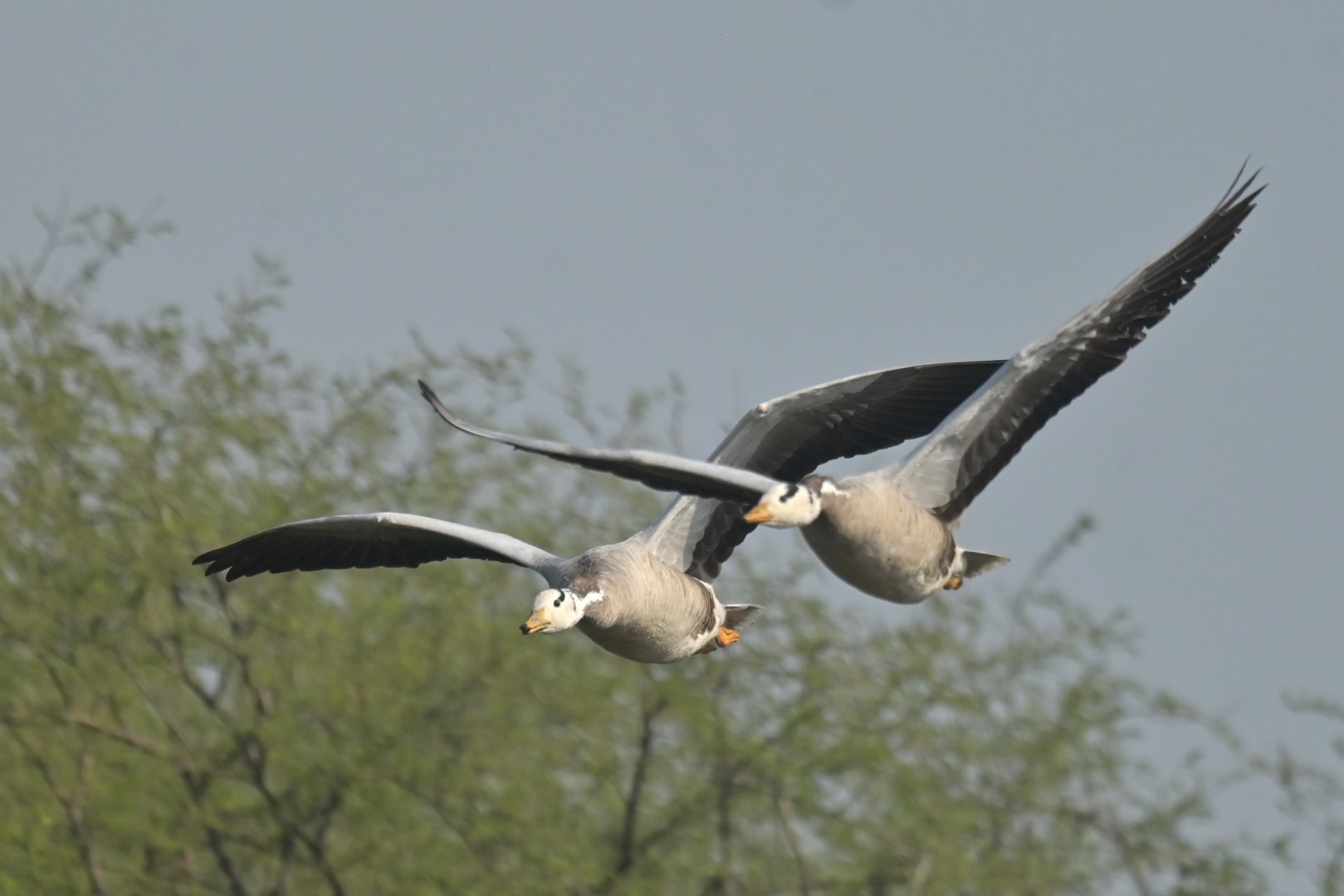 Bar-headed goose Anser indicus