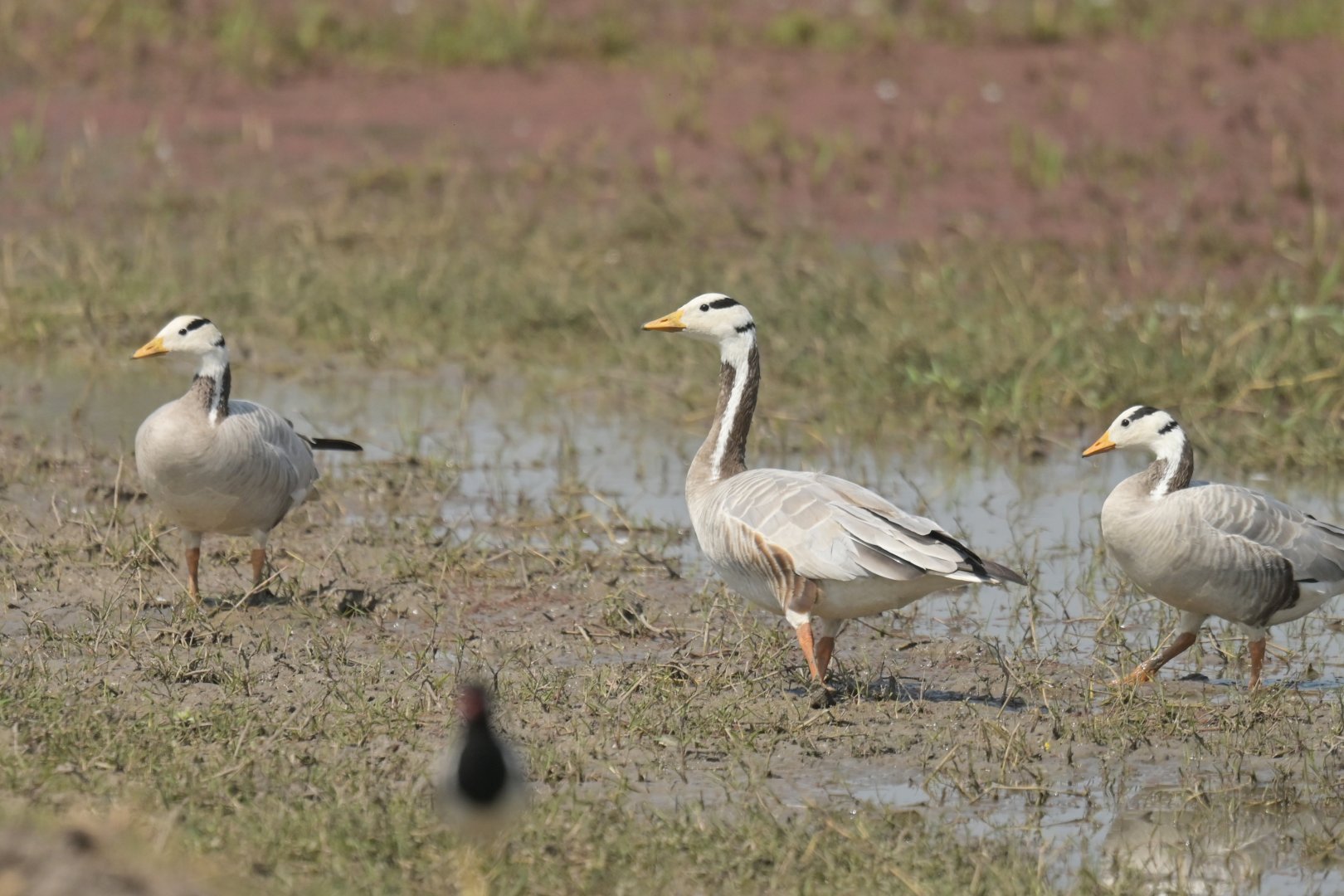 Bar-headed goose Anser indicus