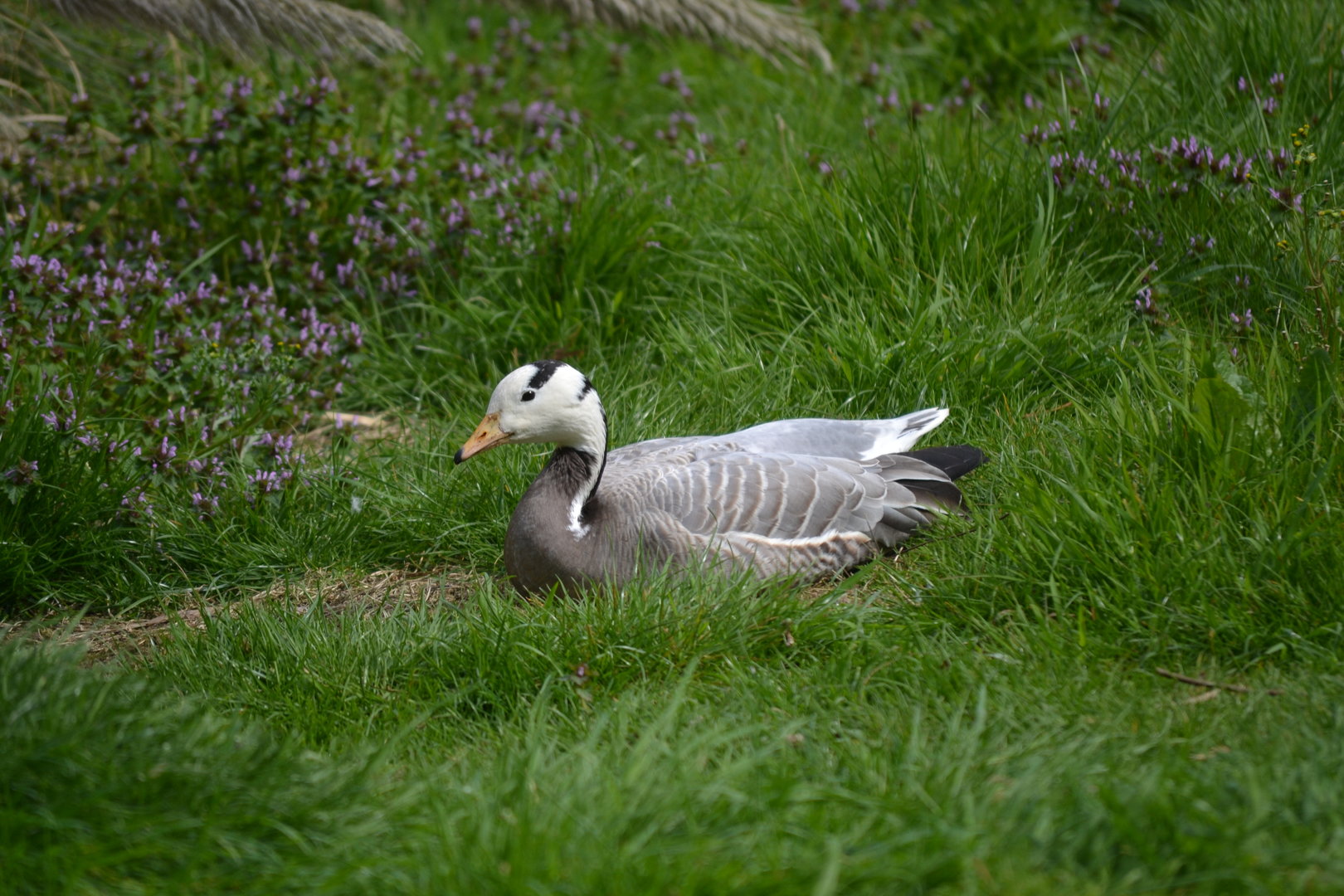 Bar Headed Goose - April 2023