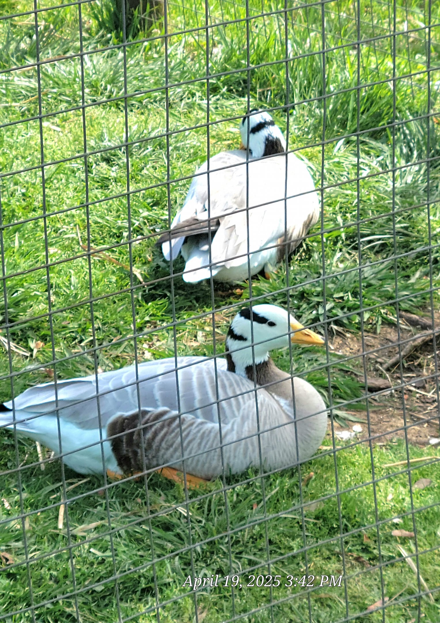 Bar-headed Goose-Bright's Zoo-April 2025