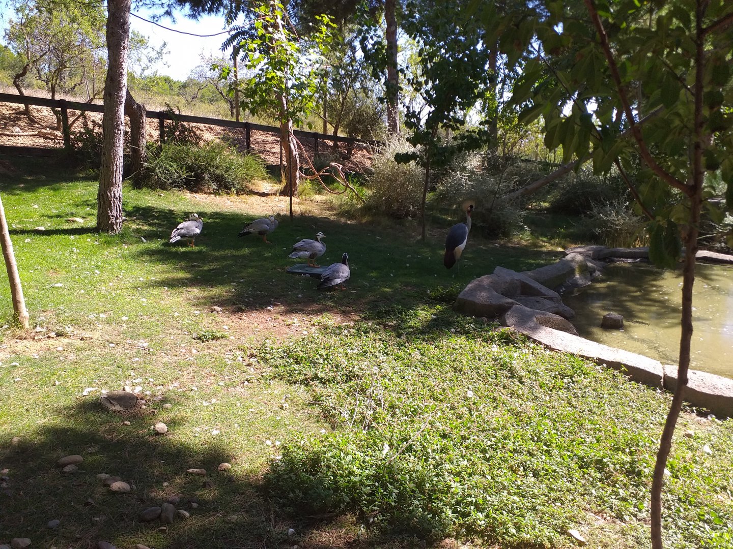 Bar-headed goose, Chinese goose and Grey-crowned crane exhibit -Sendaviva (2020)