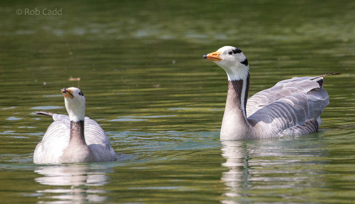 Bar-headed goose : Cotswold WP : 12 Apr 2015