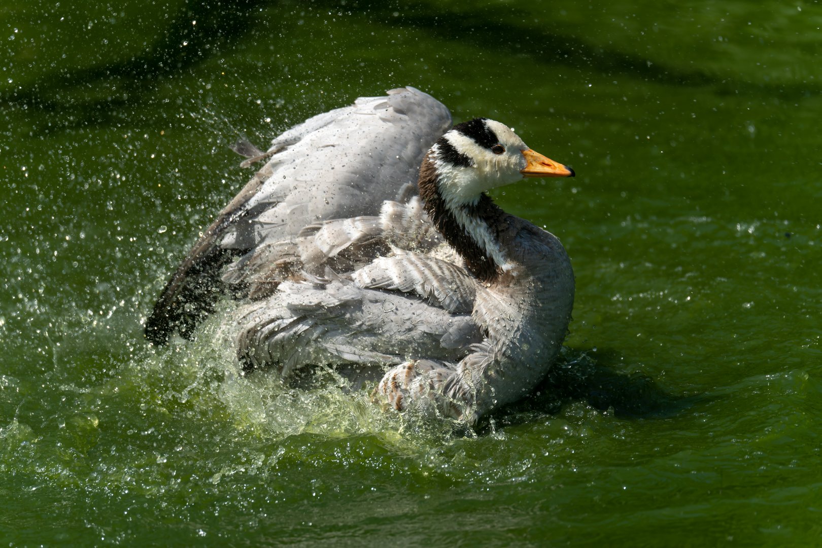 Bar headed goose, CWP, UK