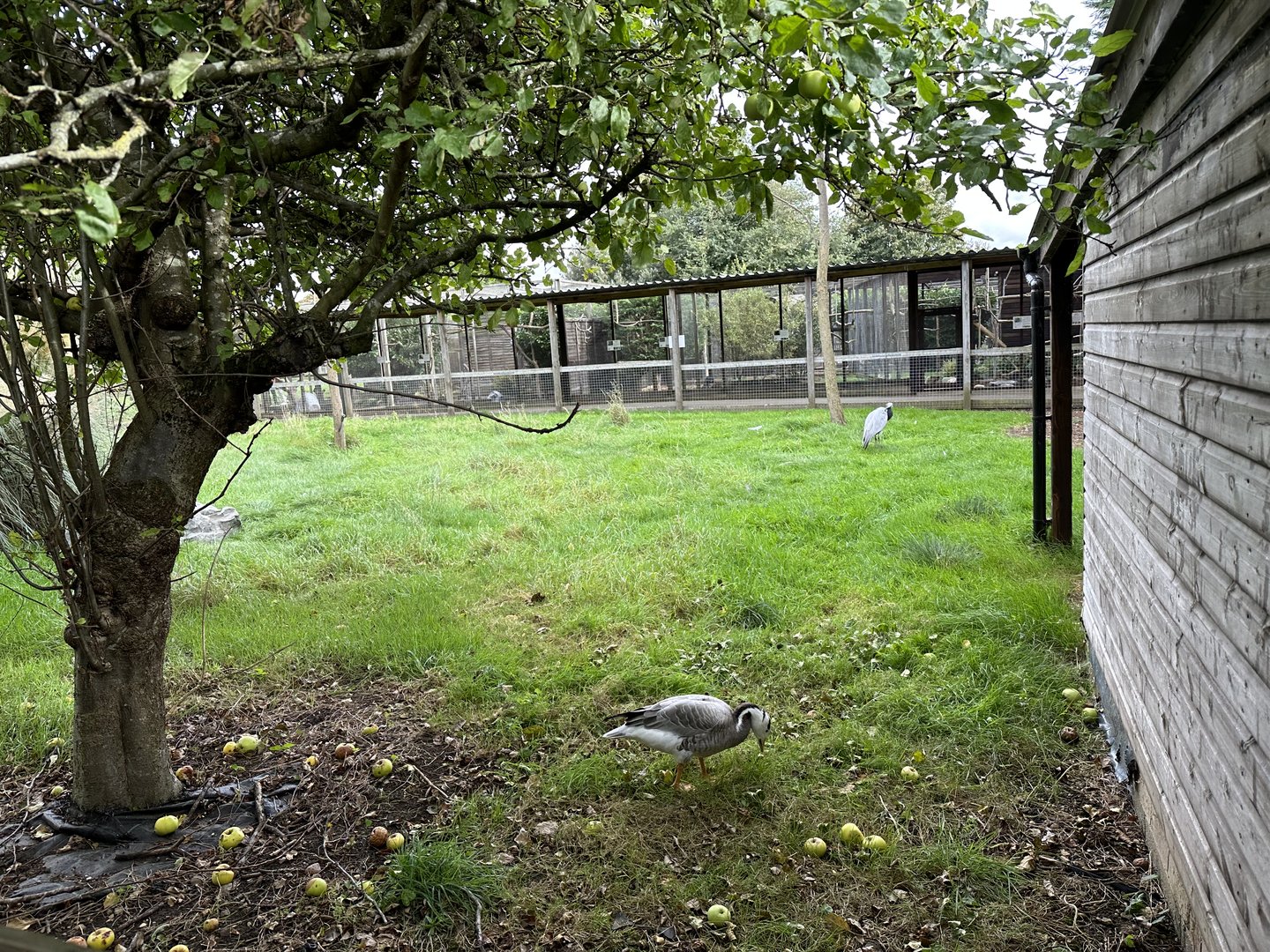 Bar-headed Goose / Demoiselle Crane Enclosure at Hamerton Zoo Park (October 2023)