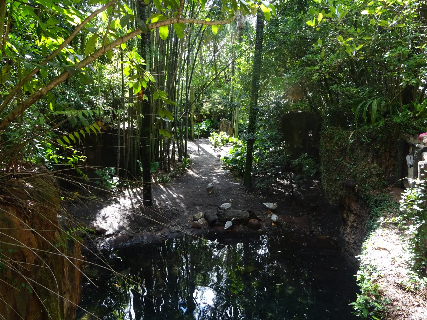 Bar-headed Goose Enclosure at Disney's Animal Kingdom (2014)