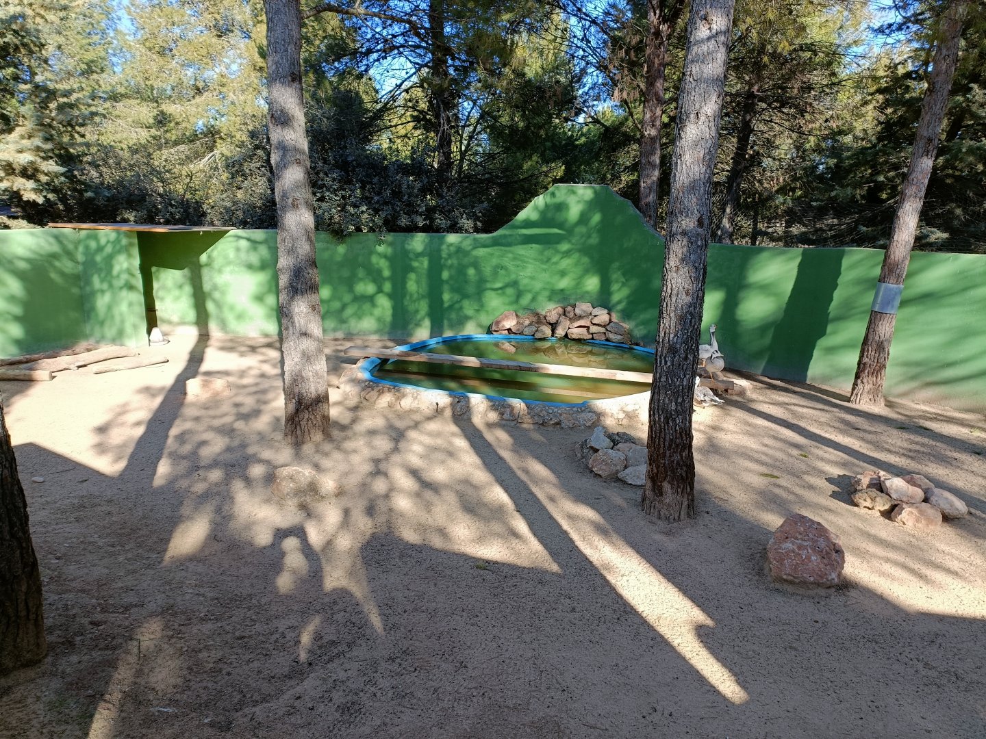 Bar-headed goose exhibit - Bioparque La Rocha