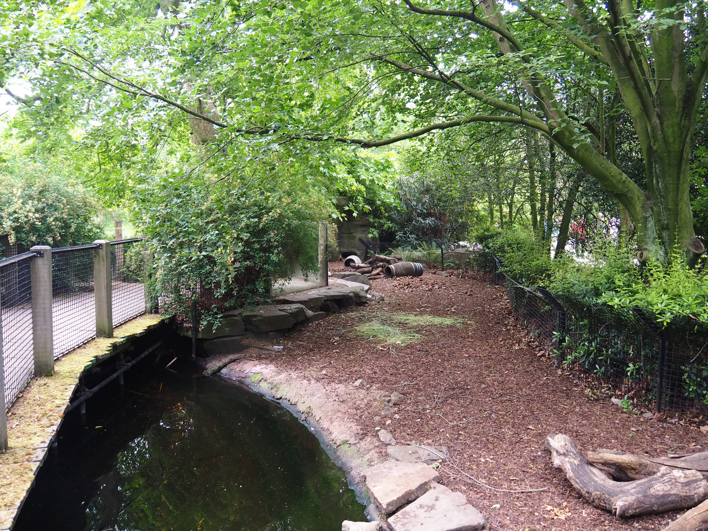 Bar-headed goose exhibit - Formerly the nutria exhibit, 2020-05-24