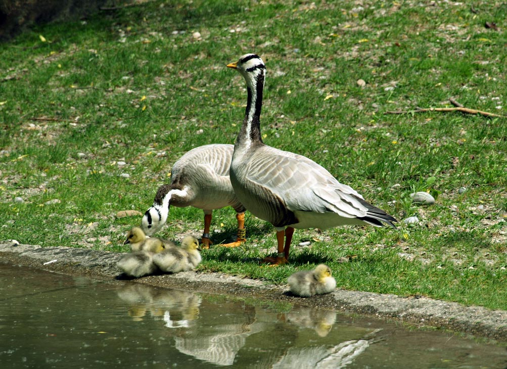 Bar-headed goose family