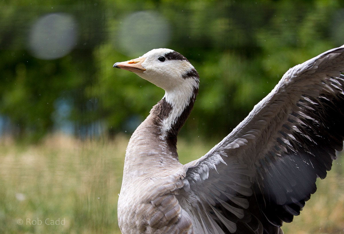 Bar-headed goose : Hamerton : 12 Jul 2015