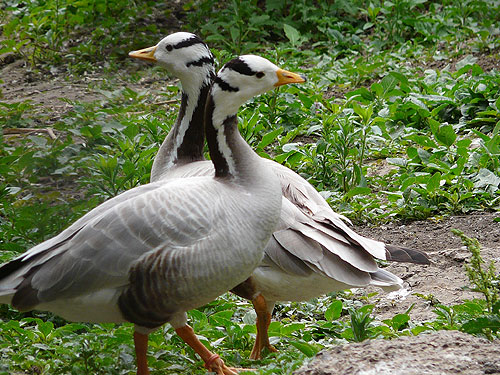 Bar-headed goose in Kishinev Zoo