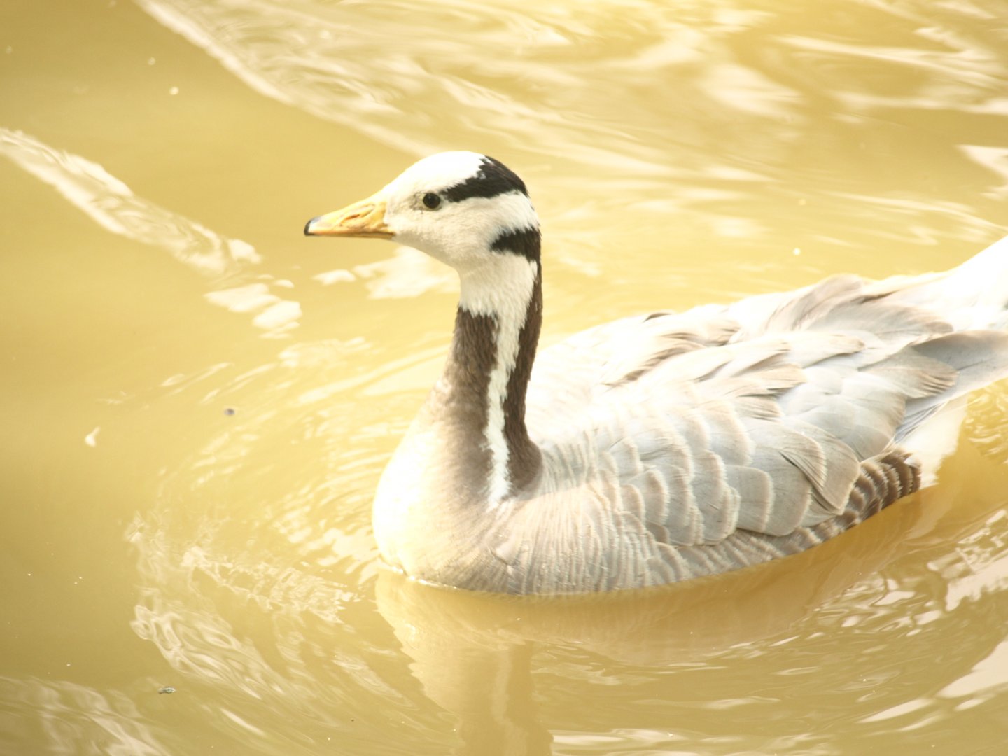 Bar-headed goose  Lake View Point Bird park 12/7/2018