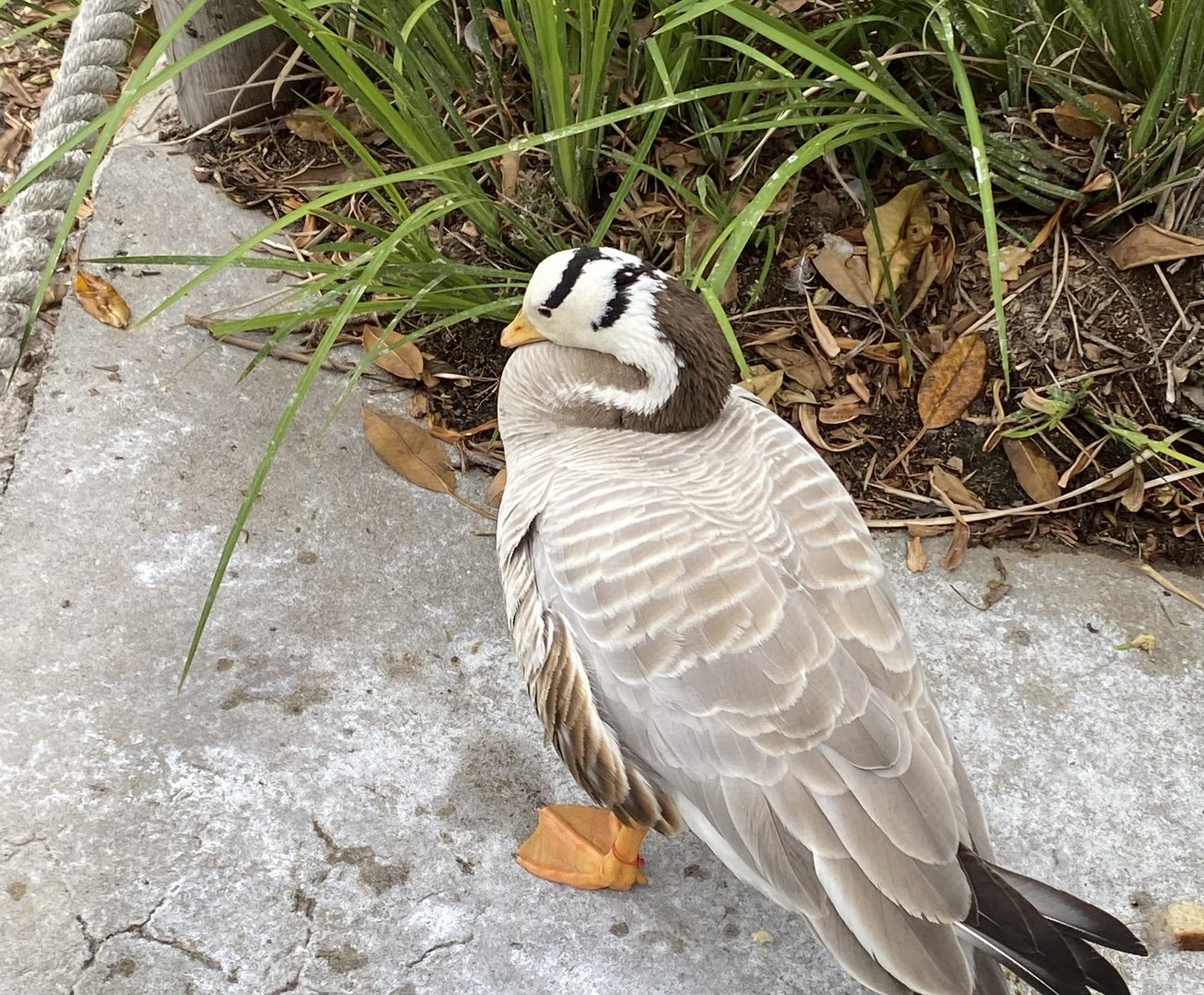 Bar-headed Goose - Mombassa Lagoon