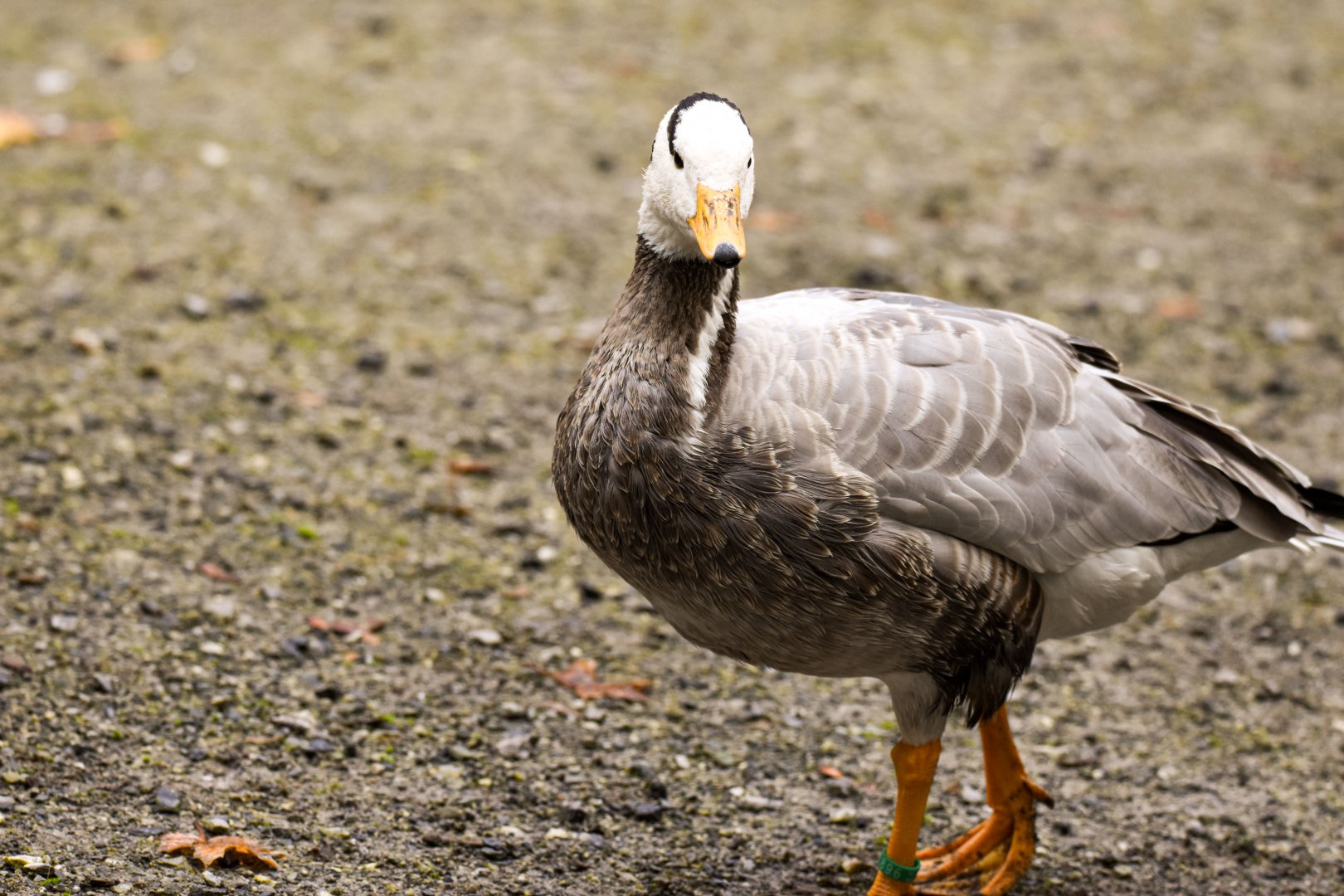 Bar-headed goose (October 2020)