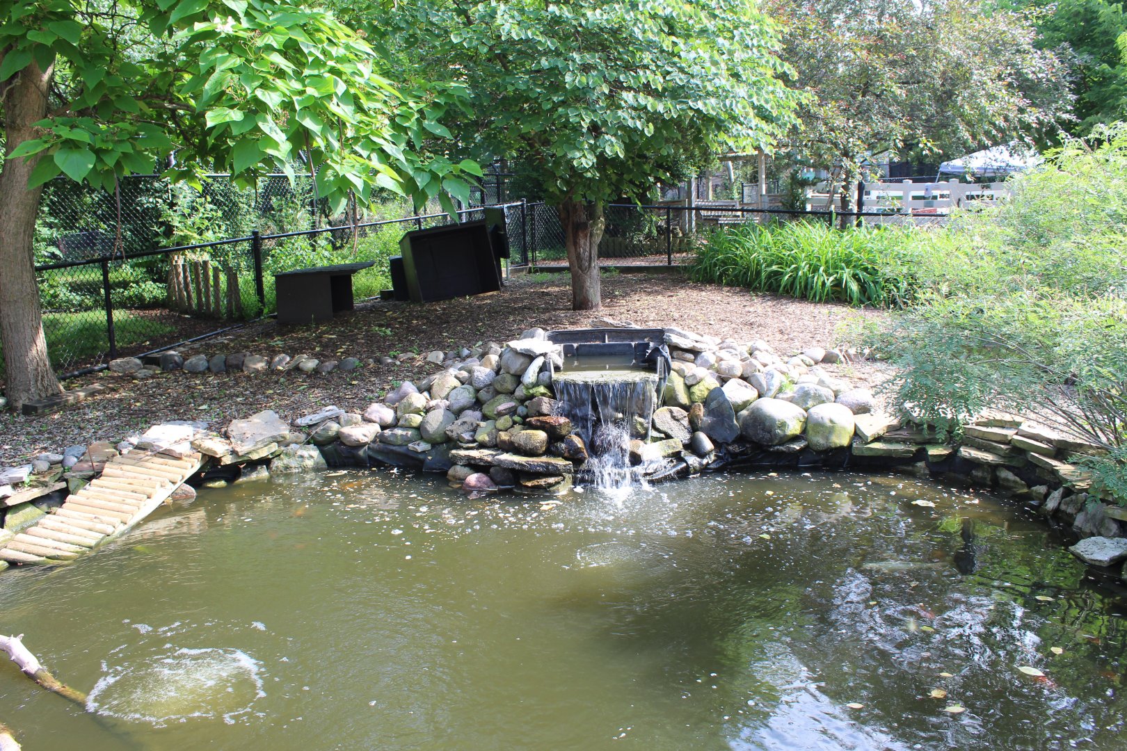 Bar-headed Goose & Swan Exhibit