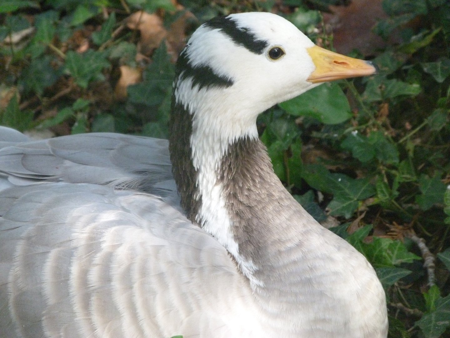 Bar-headed goose -Zoo de Santillana del Mar (2024)